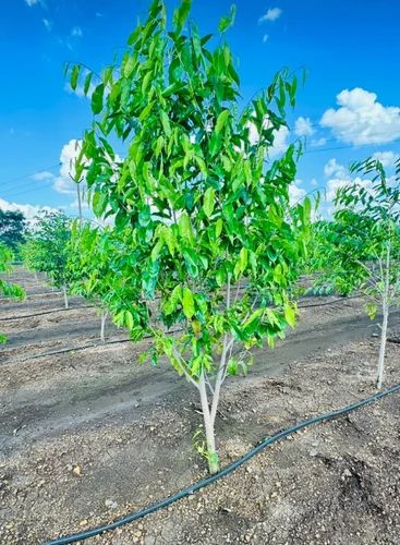Young Aquilaria trees in plantation rows