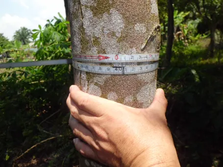 Agarwood tree BHD 4 inch