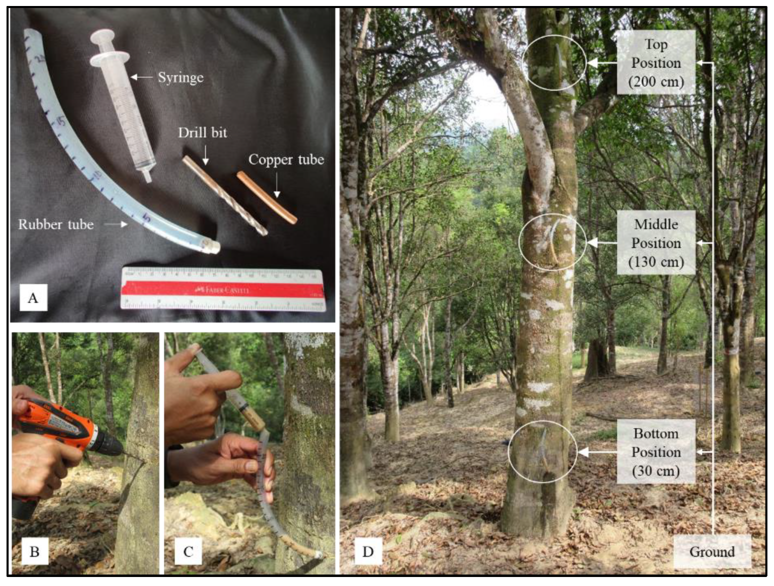 Agarwood forest research