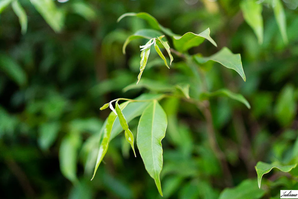 Leaves Agarwood Tree