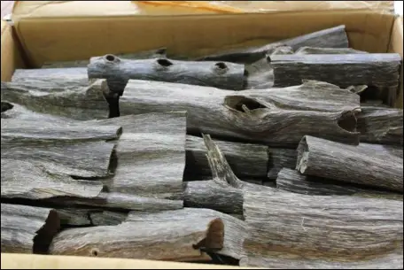 Packing finished agarwood