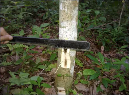 Checking agarwood formation