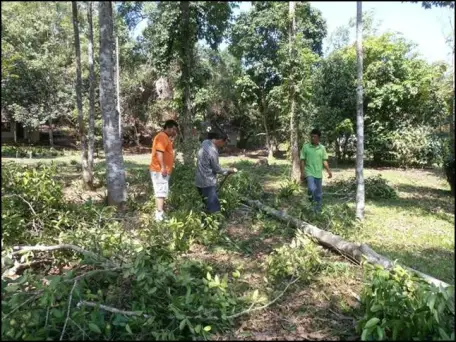 Chopping down the tree