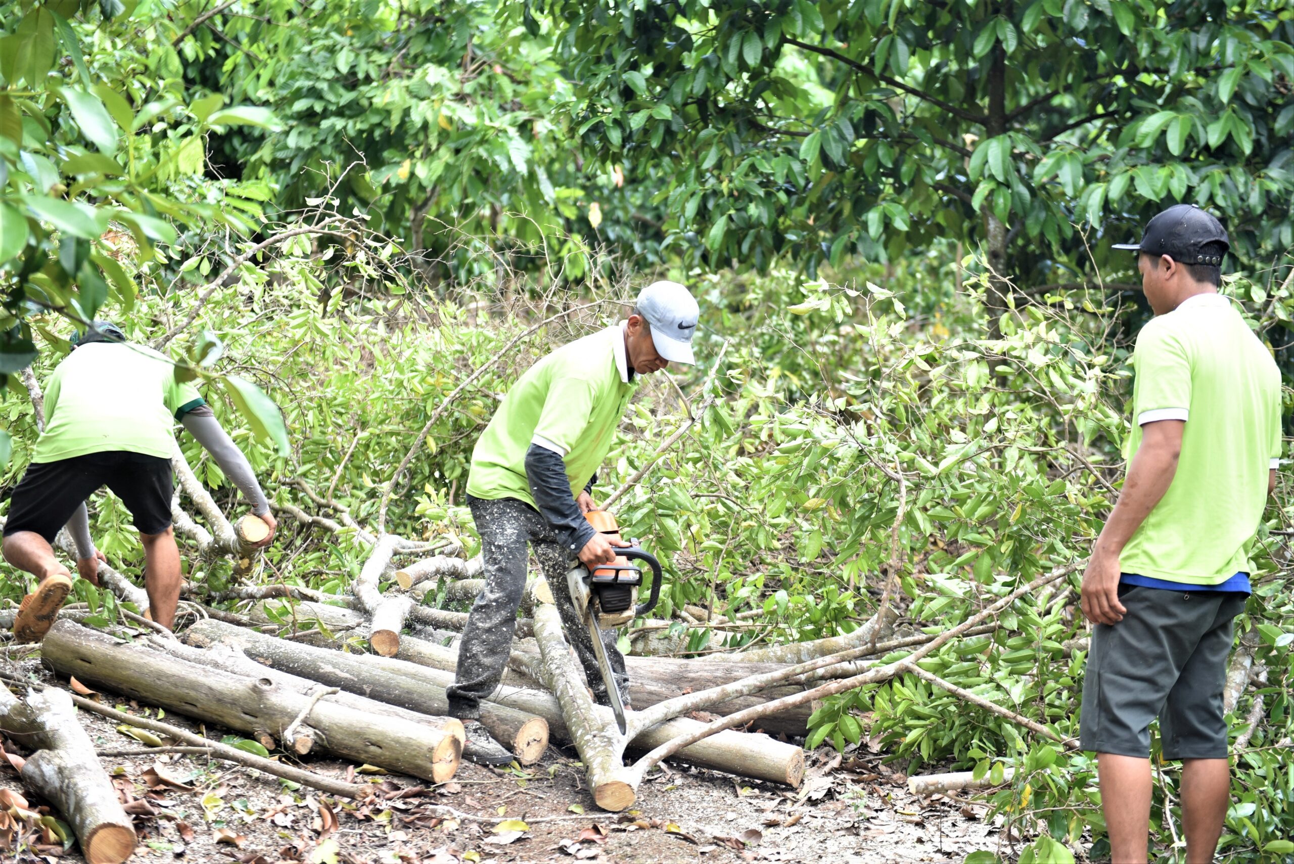 Cutting trunk into logs