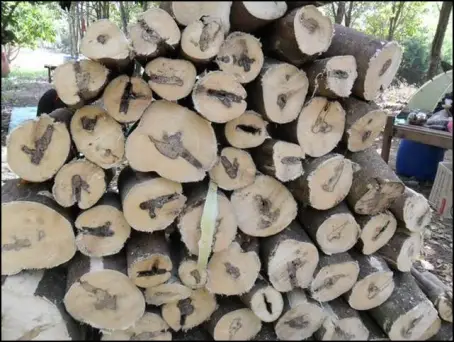 Collected agarwood logs