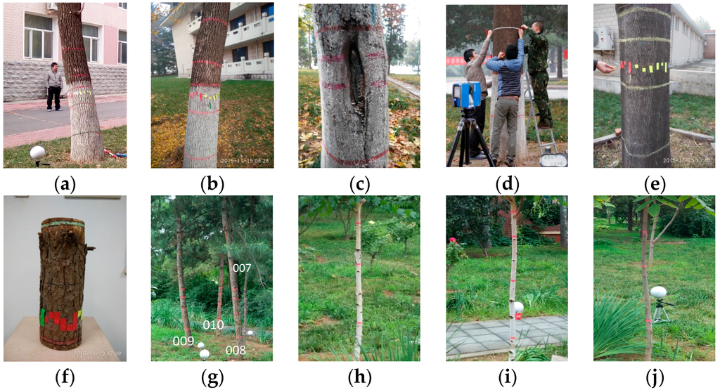 Stem diameter measurement