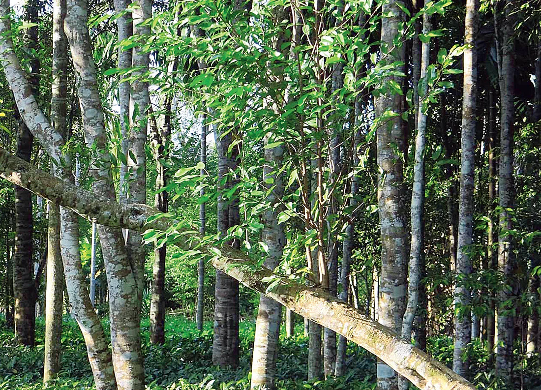 Sustainable Agarwood Plantation
